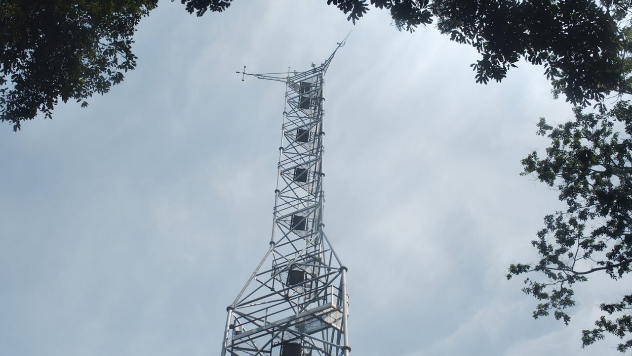 The Tree of Authenticity Movie Screenshot 1