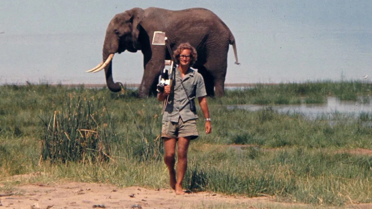 A Life Among Elephants Movie Screenshot 5